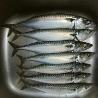 Kieler Förde (Laboe)-2