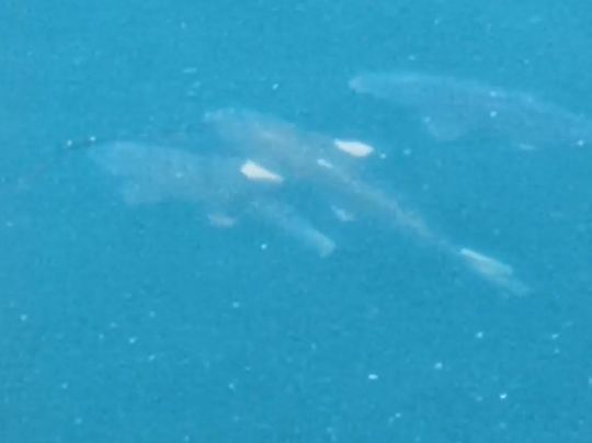 Saale-Leipzig-Kanal (Günthersdorf)-2