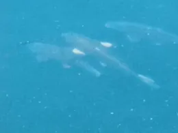 Saale-Leipzig-Kanal (Günthersdorf)-2