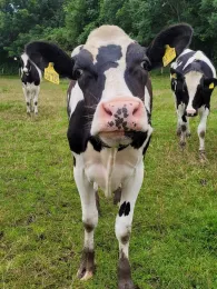 Naturbad Ladelund -4