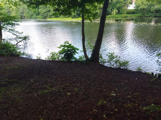 Kaiserteich (Oldenburg)-2