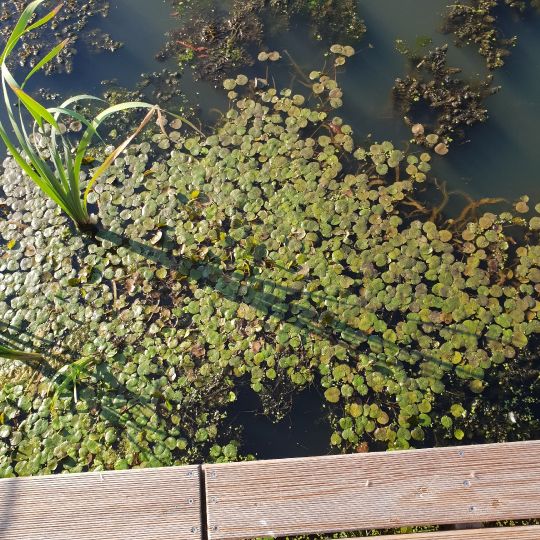 Nottekanal (Zossen)-4