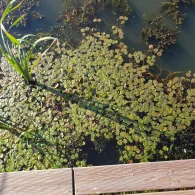 Nottekanal (Zossen)-4