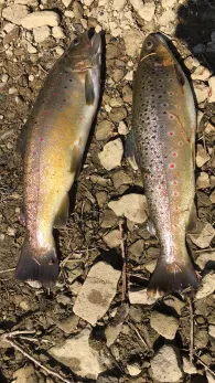 Oberer Einersberger Teich