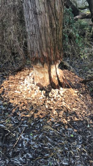 Weiße Elster (Leipzig)-1