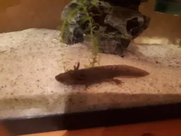 Rems (Böbingen/Rems)