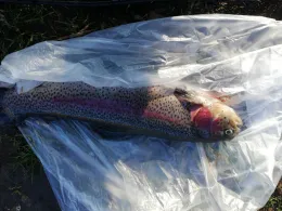 Toniforelli Oldenburger Land-1