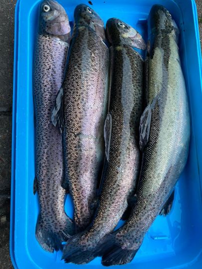 Toniforelli Oldenburger Land-2