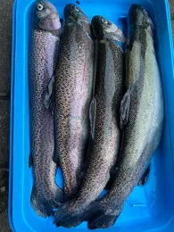 Toniforelli Oldenburger Land-2