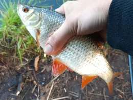 Möllensee (Grünheide)-3