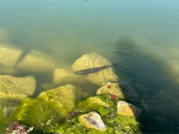 Paulinensee (Mönsheim)-3