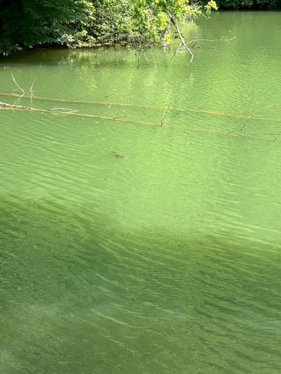 Paulinensee (Mönsheim)-4