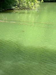 Paulinensee (Mönsheim)-4