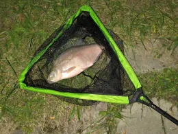 Rhein (Philippsburg)