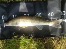 Küstenkanal (Dörpen)-1