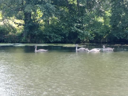 Oder-Spree-Kanal (Fürstenwalde/Spree)-3