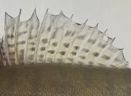 Julianakanal (Echt)-2