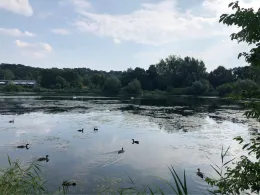 Hohnsensee (Hildesheim)