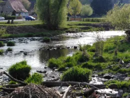 Weiße Elster (Wünschendorf/Elster)-1