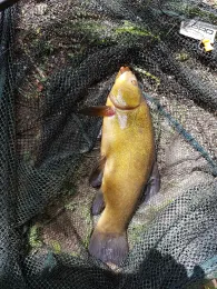 Auensee (Granschütz)