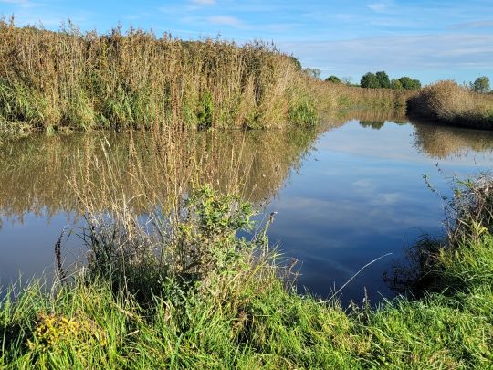 Wörnitz (Dinkelsbühl)-4