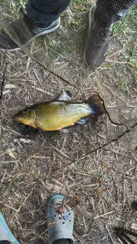 Rethwiese A (Wendorf)-2