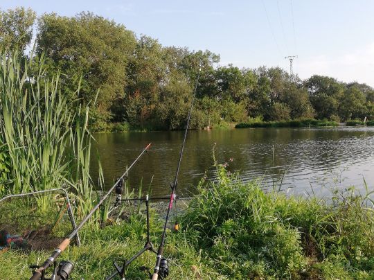 Saale (Wettin) angeln