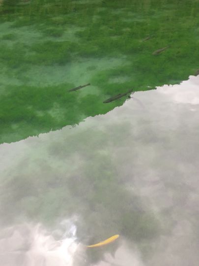 Kaiserwinkl Fischteiche-3