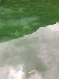 Kaiserwinkl Fischteiche-3