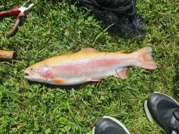 Kaiserwinkl Fischteiche-4