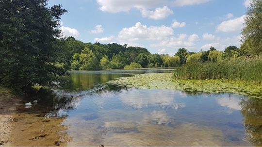 Waldsee Hämelerwald