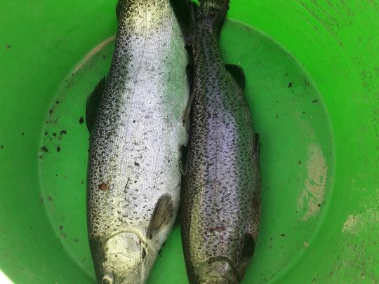 Forellenteich Stavern-2