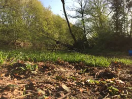 Erft (Wevelinghoven)