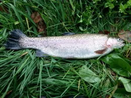 Auf dem Zetel (Barßel)-1