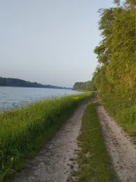 Rhein (Elchesheim-Illingen)