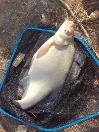 Tonsee (Klein Köris)