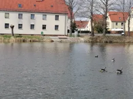 Schwemmteich Niederau-4