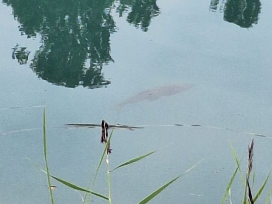 Mincio (Peschiera del Garda)-4