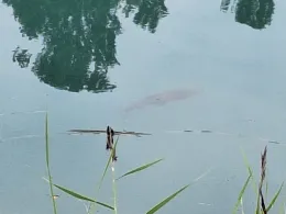 Mincio (Peschiera del Garda)-4