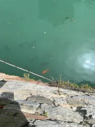 Mincio (Peschiera del Garda)