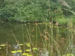 Kesselseil (Lauingen)-0