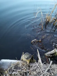 Schachtsee (Neugattersleben)-1