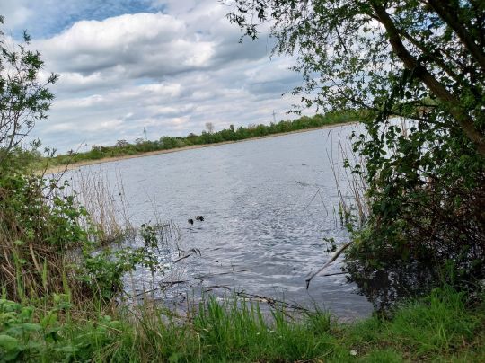 Neustädter See 1 (Magdeburg)