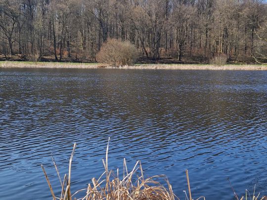 Pastitzer Torfstich-1