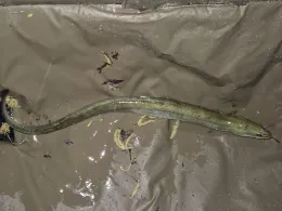 Röhrenwerkkiesgrube Rudolstadt-3