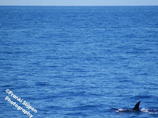 Atlantik (Madeira)-2