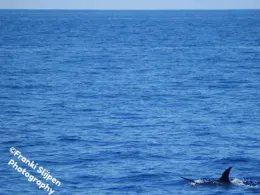 Atlantik (Madeira)-2