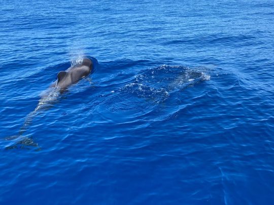 Atlantik (Madeira)-3