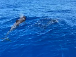 Atlantik (Madeira)-3