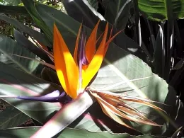 Atlantik (Madeira)-4